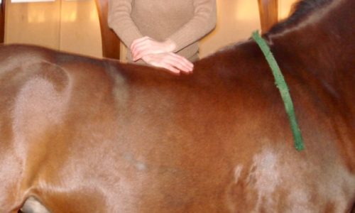 Chiropraktik am Pferd